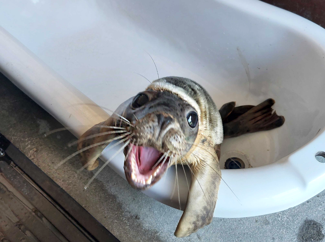 grey seal bath