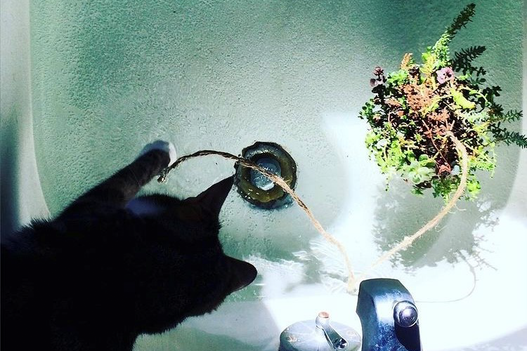 A black cat swatting at a leafy flower floating in a sink full of water.