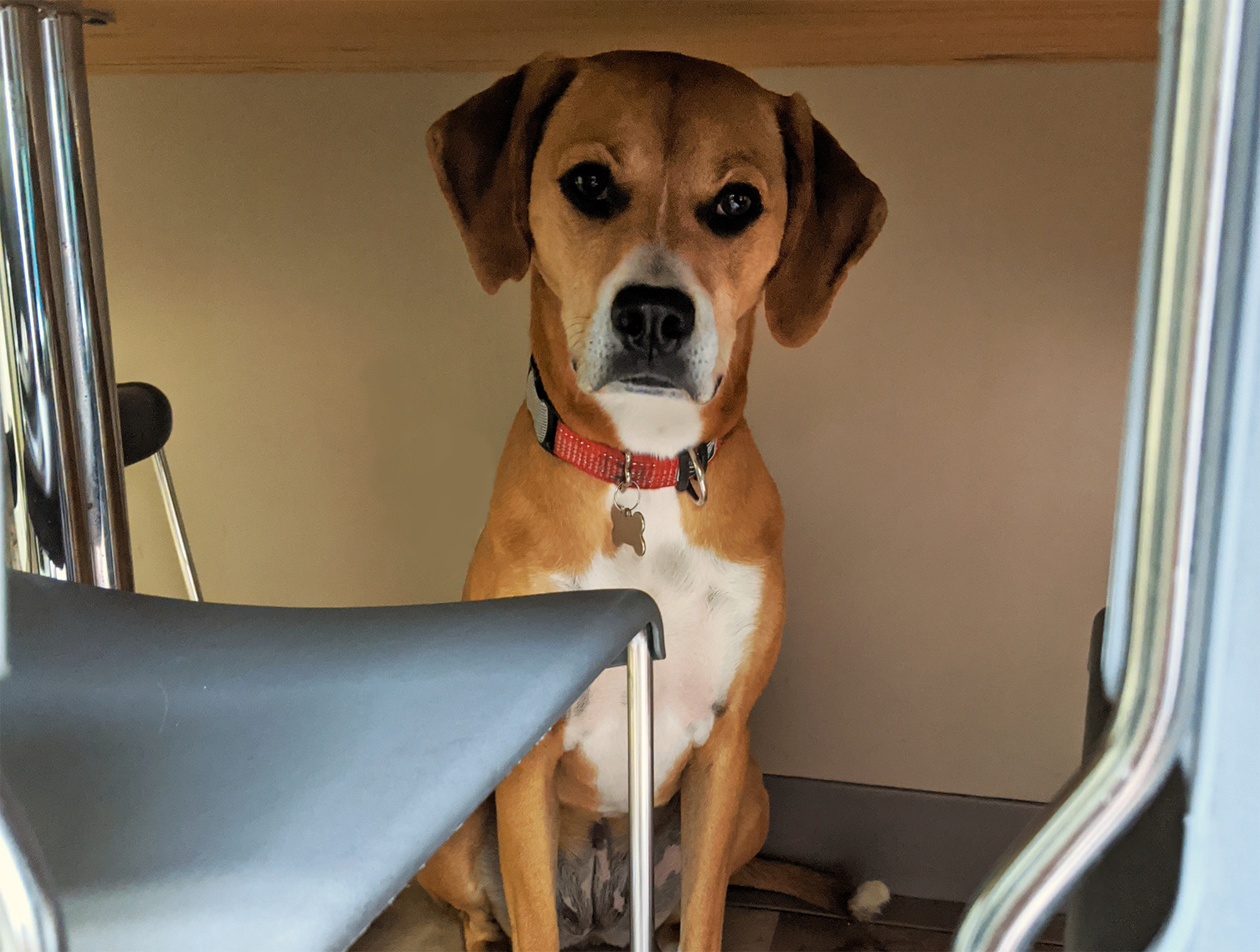 a dog sitting under a table