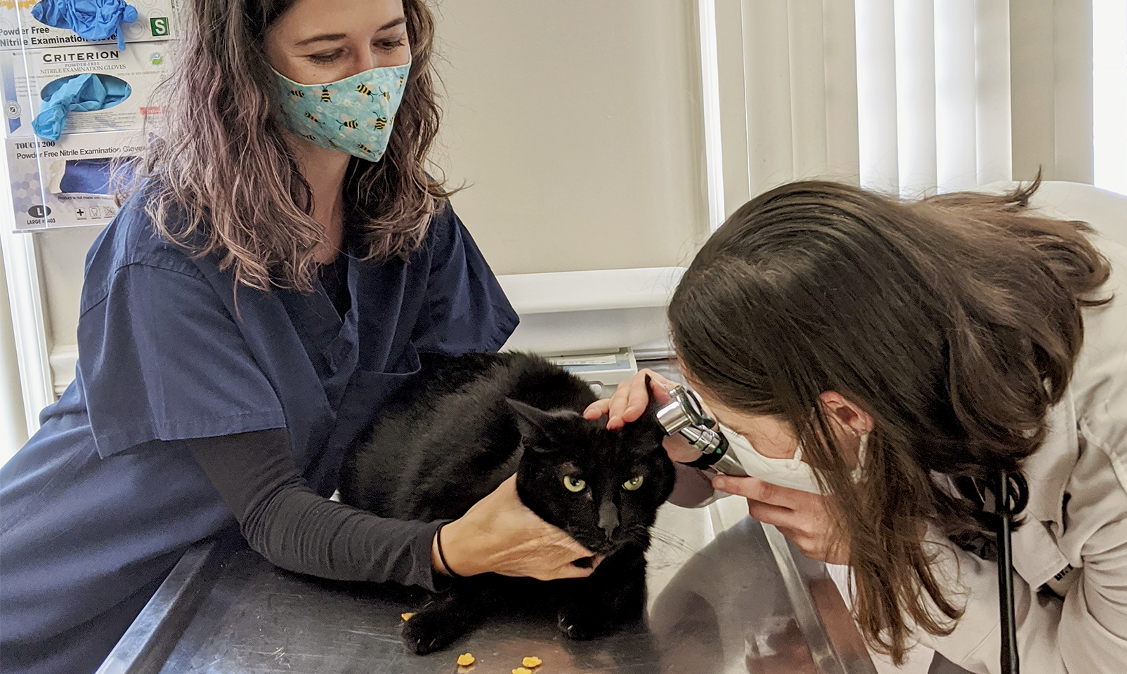 vet examining black cat