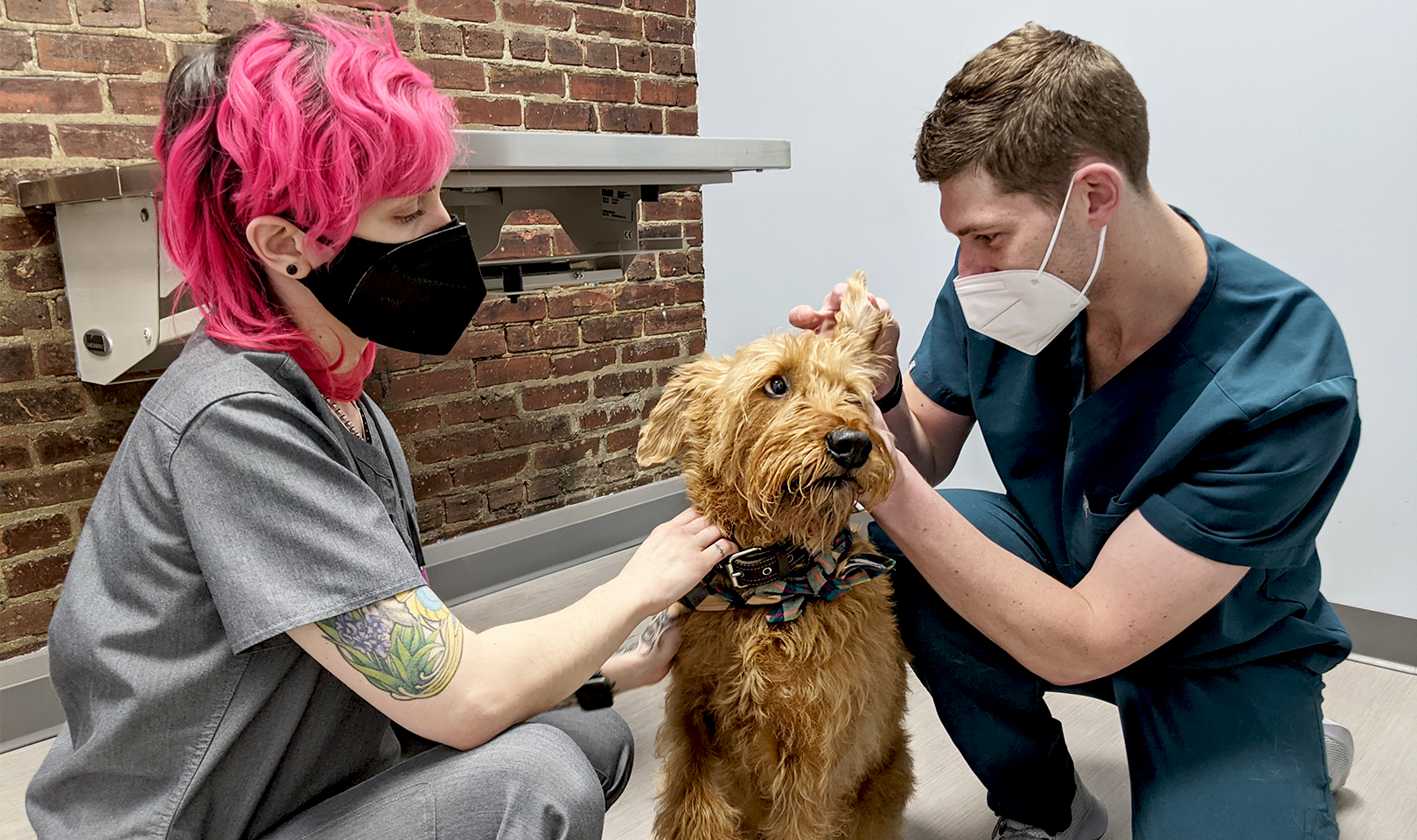 A veterinarian examines a dog at an animal hospital