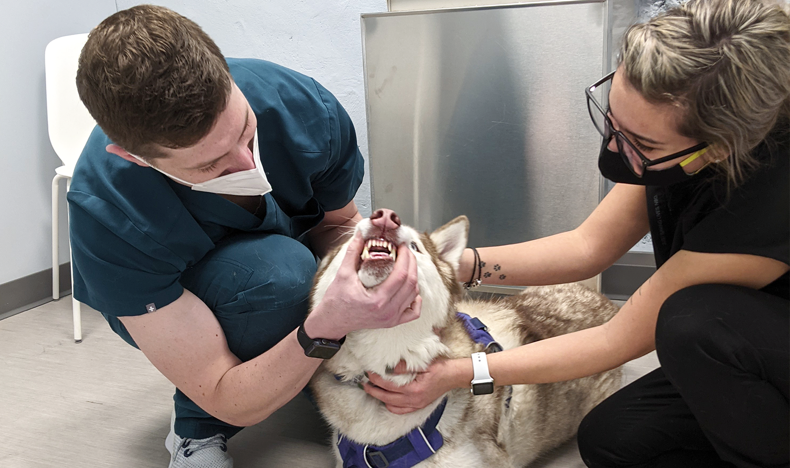 a veterinarian and a tech examine a dog
