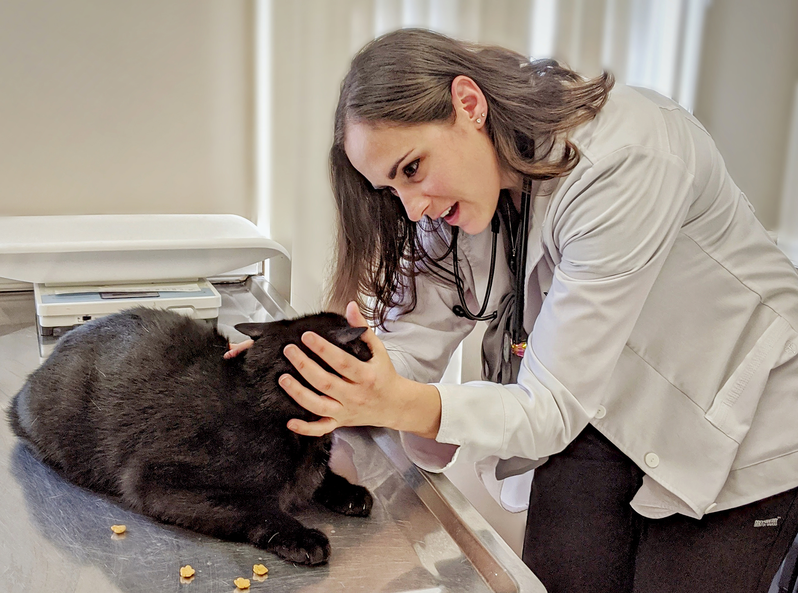 a veterinarian examining a black cat