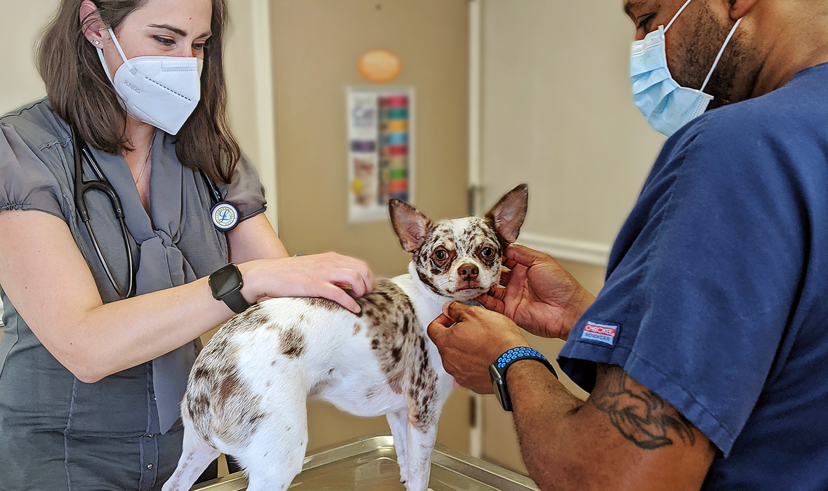 a veterinarian and a vet tech caring for a small dog