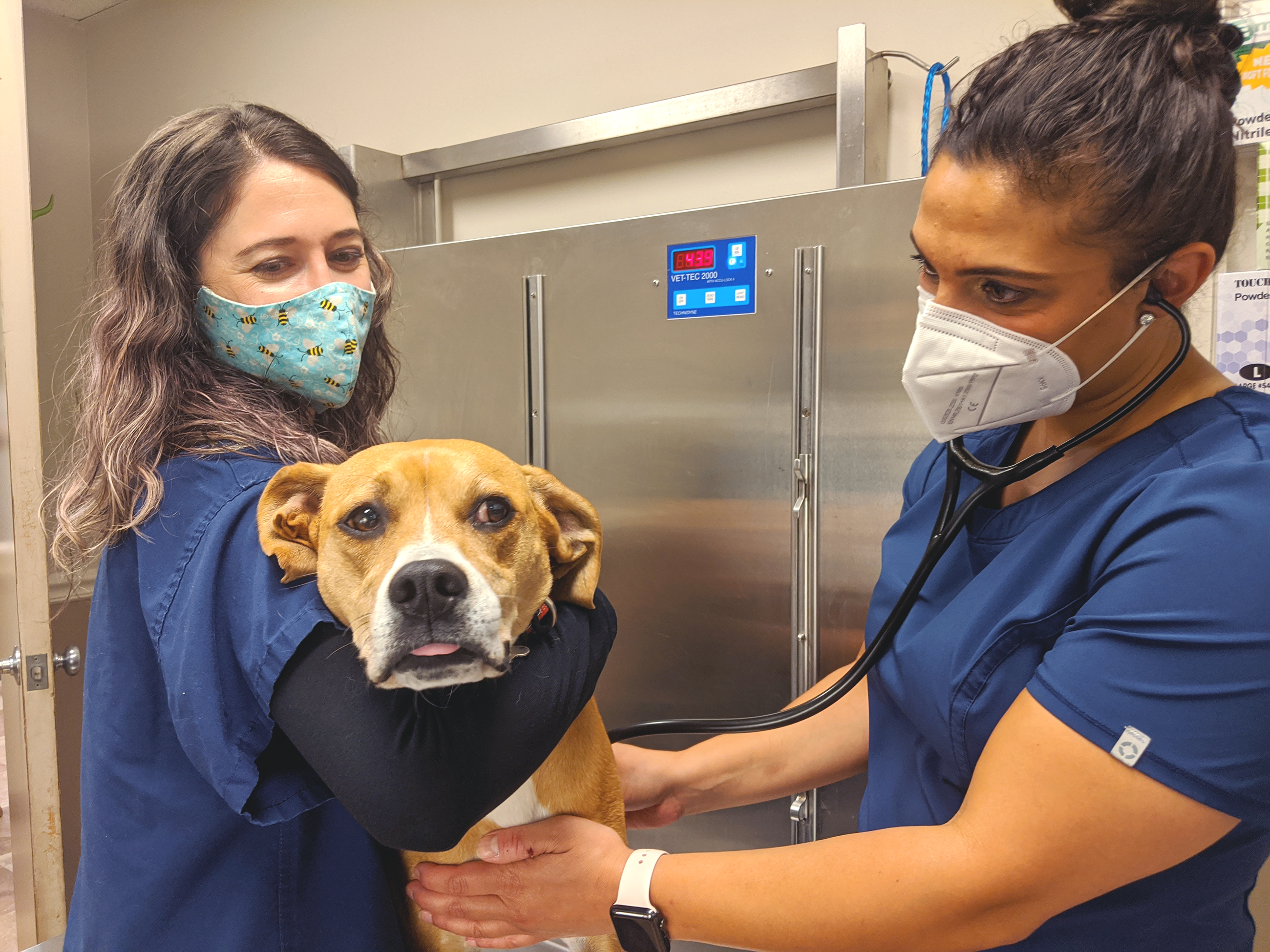 vet and tech examining dog