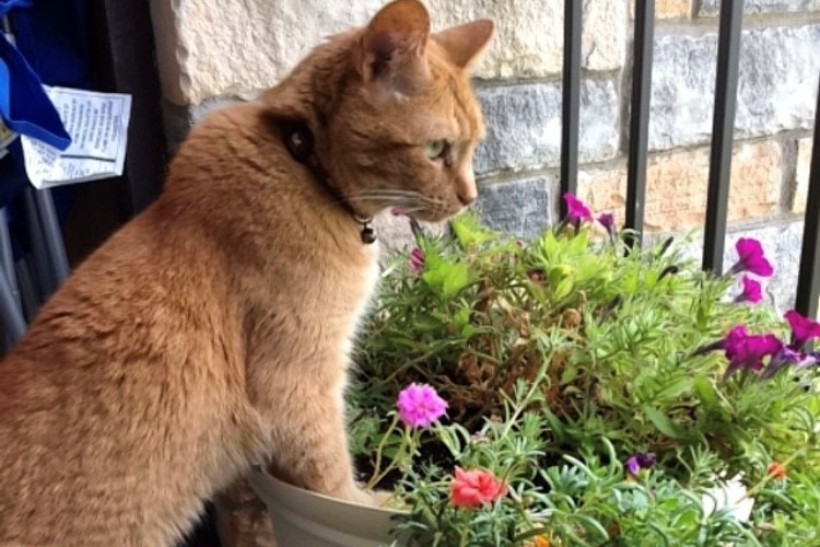 An orange cat standing with their front two paws in a flower pot.
