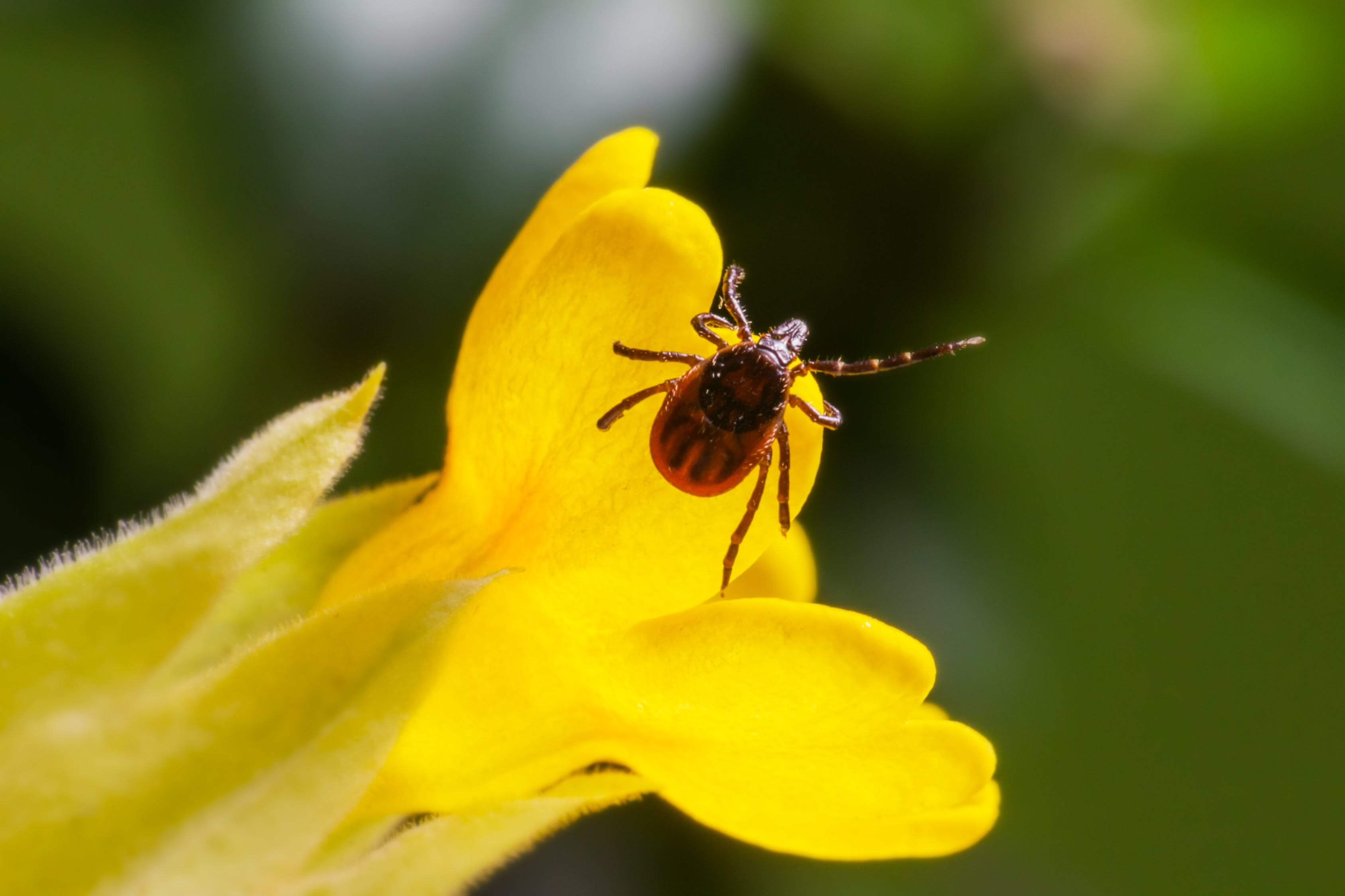 a bug on a yellow flower