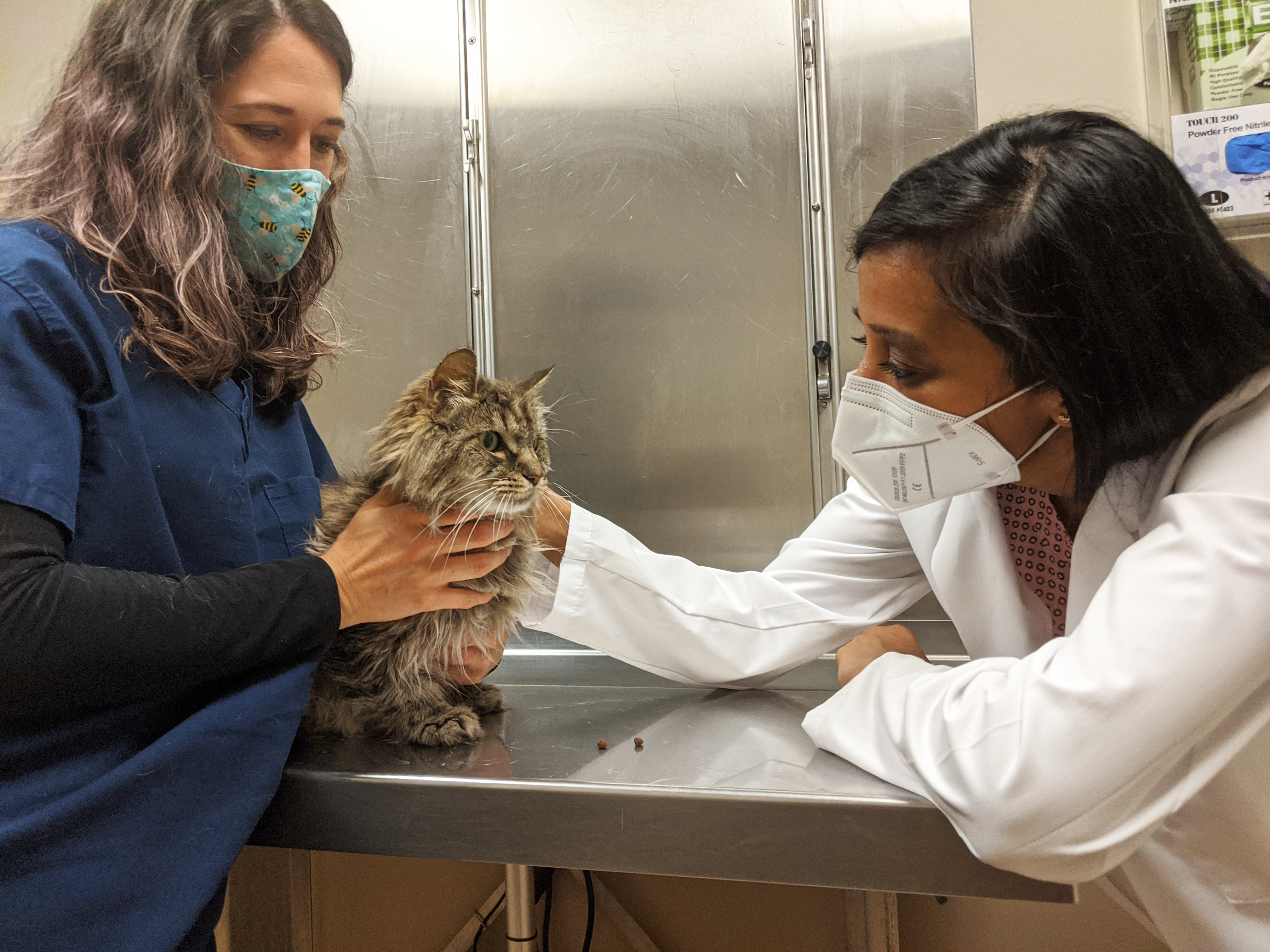a veterinarian and a vet tech caring for a cat