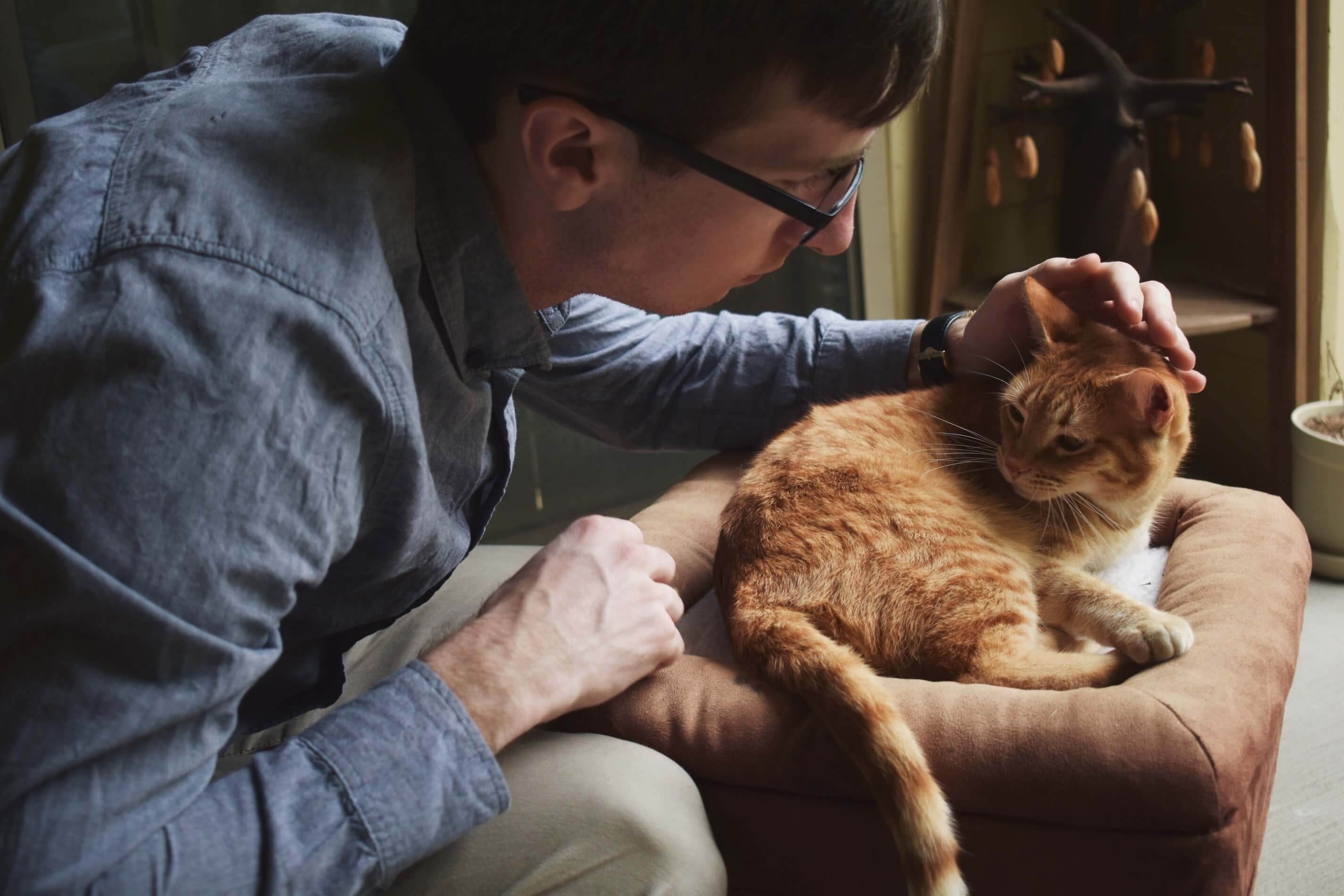 a man petting an orange cat