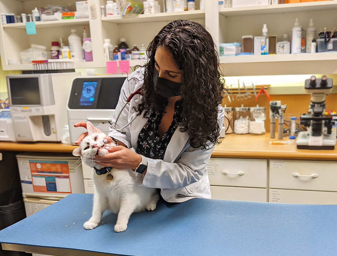 Relief veterinarian with cat