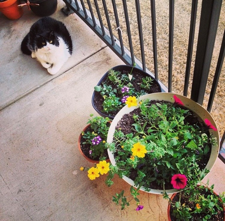 A black-and-white cat sitting on concrete near four flower pots.