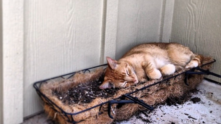 An orange cat sleeping in a rectangular hanging flower planter.